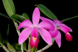 Cattleya violacea Rebecca AM/AOS 81 pts.